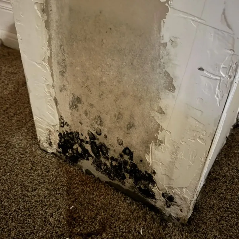 Professional Mold Removal in Arlington, VA